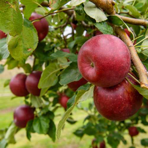 Bright red Cosmic Crisp apples hang from a tree in Wenatchee, Washington.