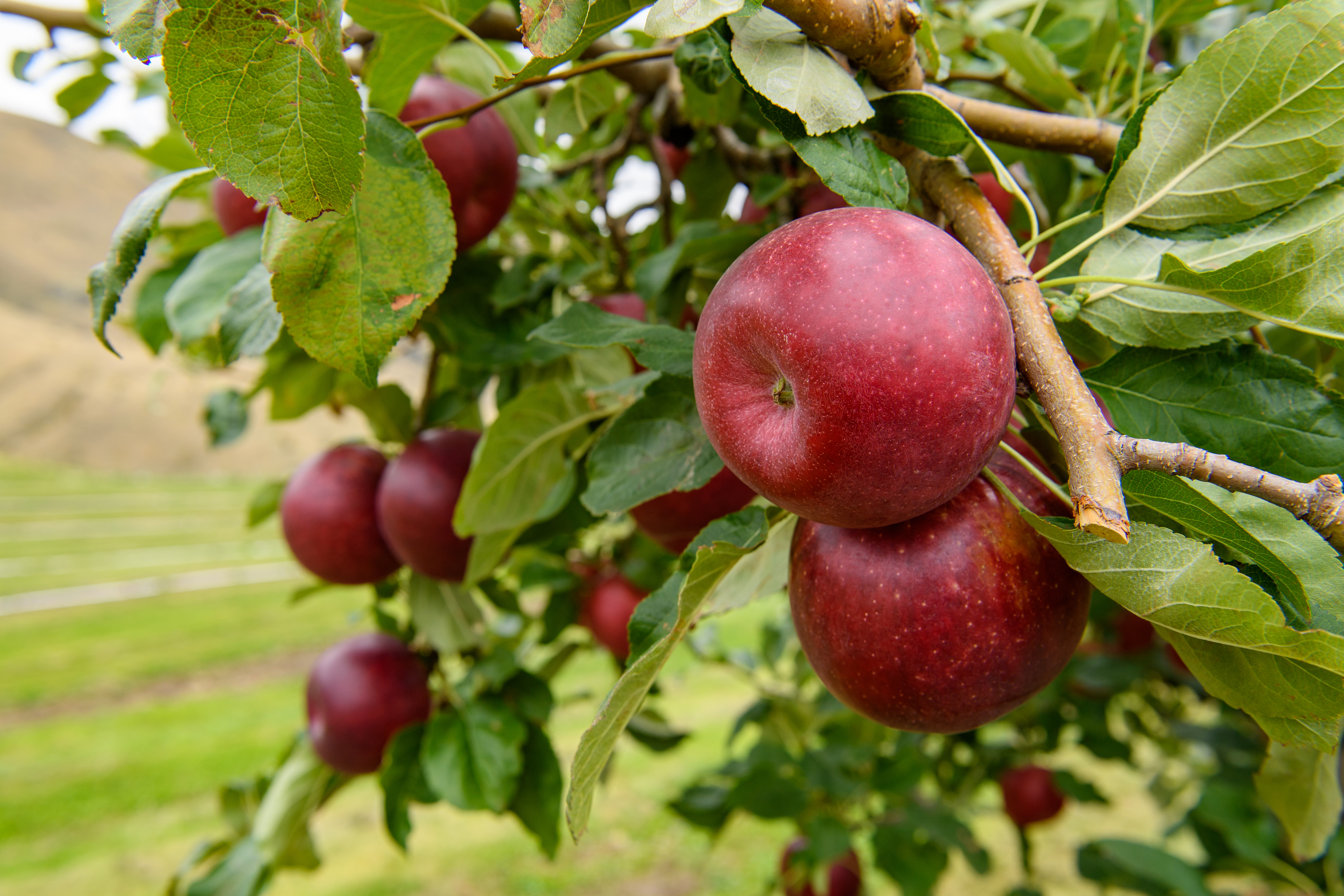 Bright red Cosmic Crisp apples hang from a tree in Wenatchee, Washington.