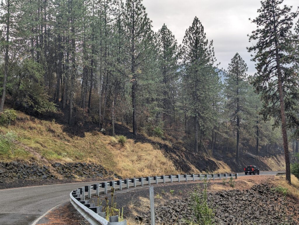 A road with evergreen trees is charred and black along the hillside. 