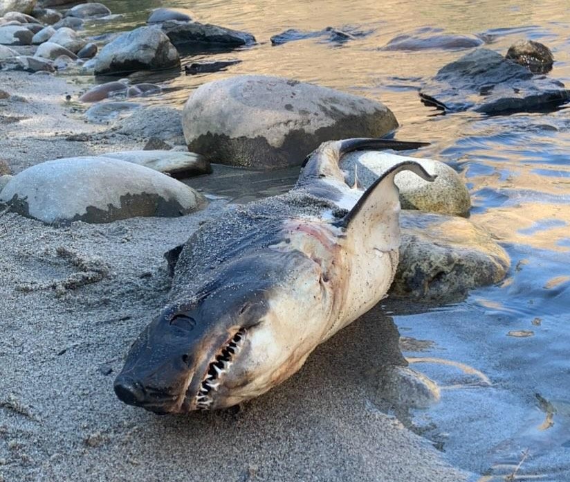 A dead salmon shark lies on the sand of Shorts Beach in Riggins. 