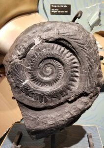A brown fossil shows a spiral of ancient helicoprion shark teeth.