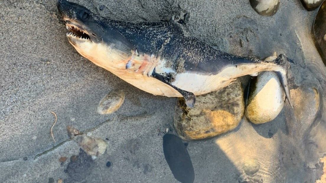 A dead salmon shark sits on the sand and rocks of the Salmon River in Riggins, Idaho.