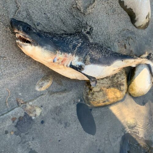 A dead salmon shark sits on the sand and rocks of the Salmon River in Riggins, Idaho.