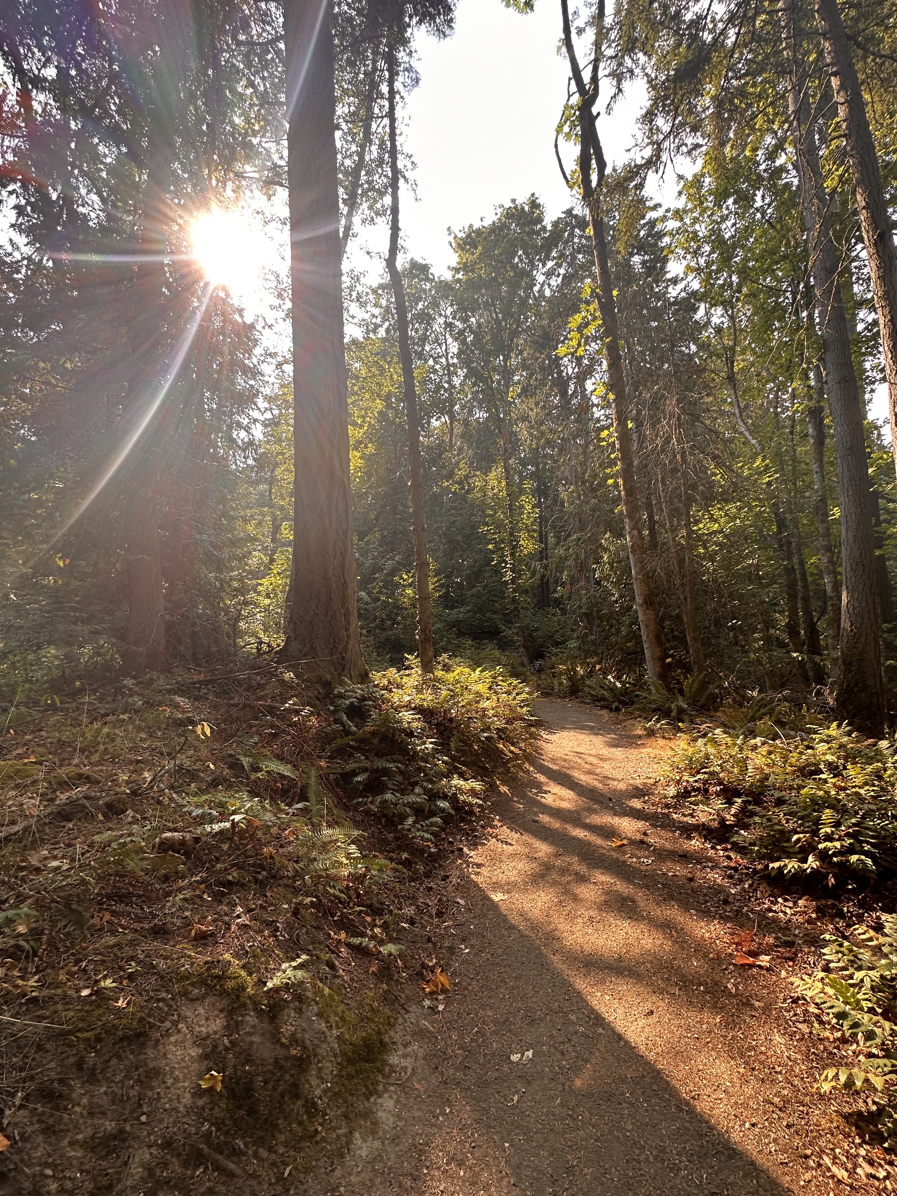 A trail cuts through the wild in Olympic National Park. // CREDIT: Lauren Gallup NWPB