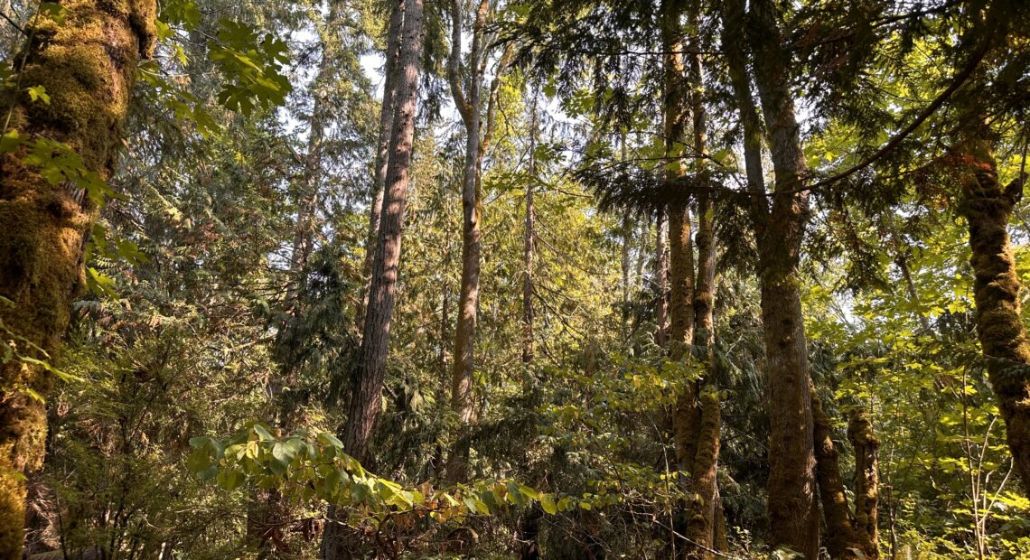 Olympic National Park, summertime, sun cascading through trees. // CREDIT: Lauren Gallup NWPB