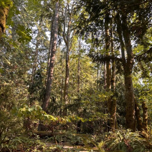 Olympic National Park, summertime, sun cascading through trees. // CREDIT: Lauren Gallup NWPB