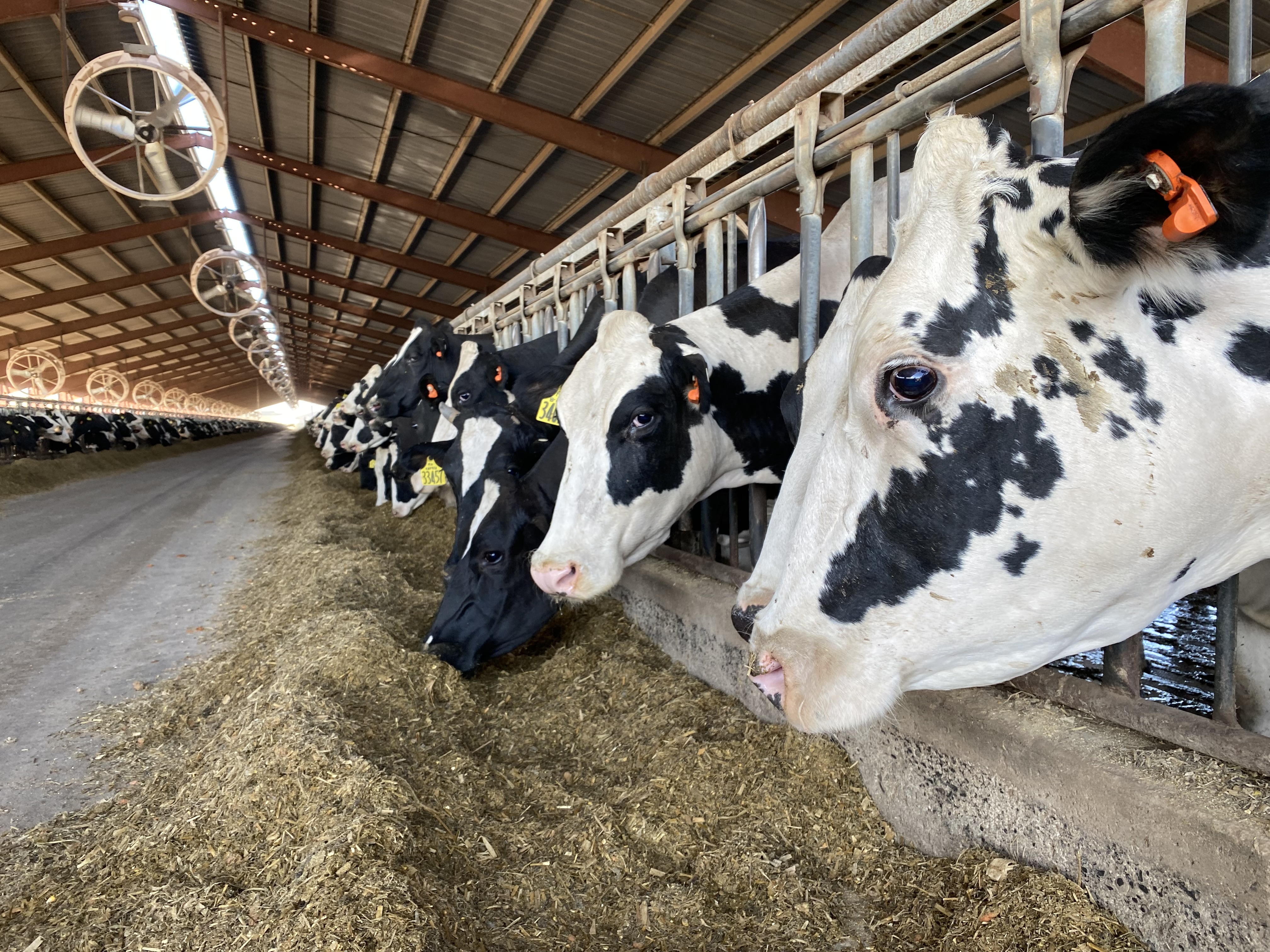 Fans, water soakers and shade help keep milk cows cooler during extreme heat. These cows also wear orange-colored trackers in their ears so the farmers can see if they are acting normal, or if they are heat stressed