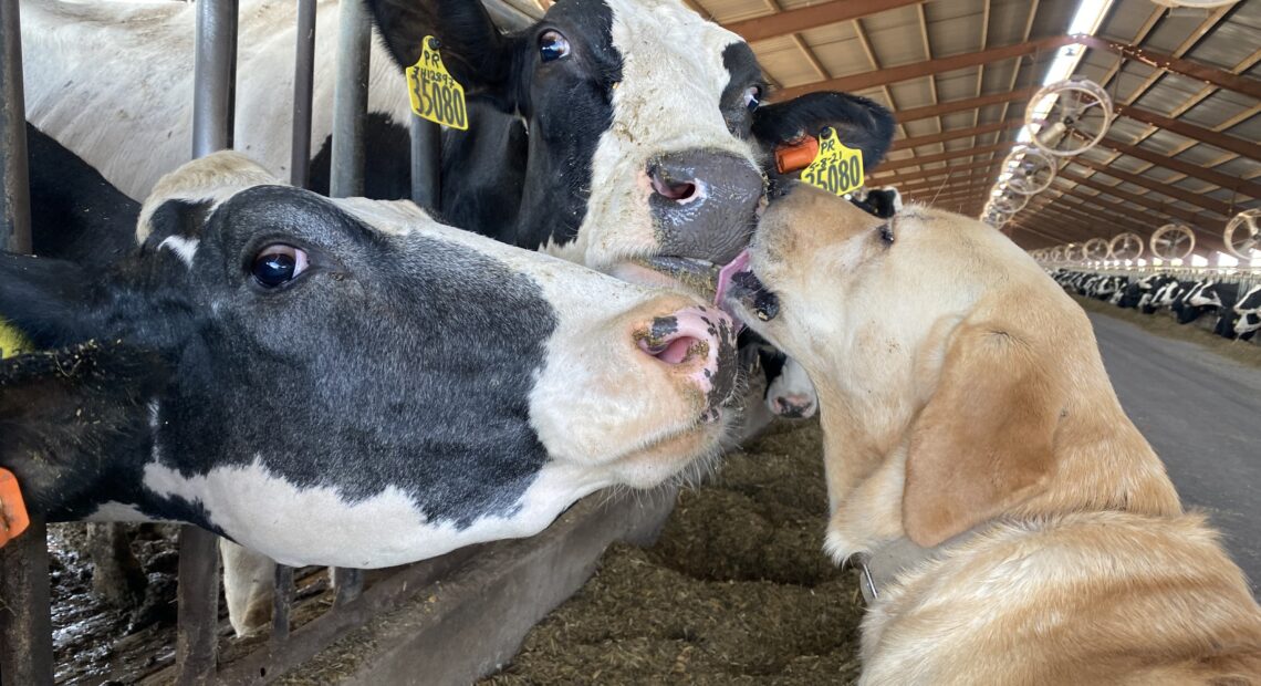 Maple, the 7-year-old yellow lab, takes a swift lick on a couple of milkers near Sunnyside, Washington.