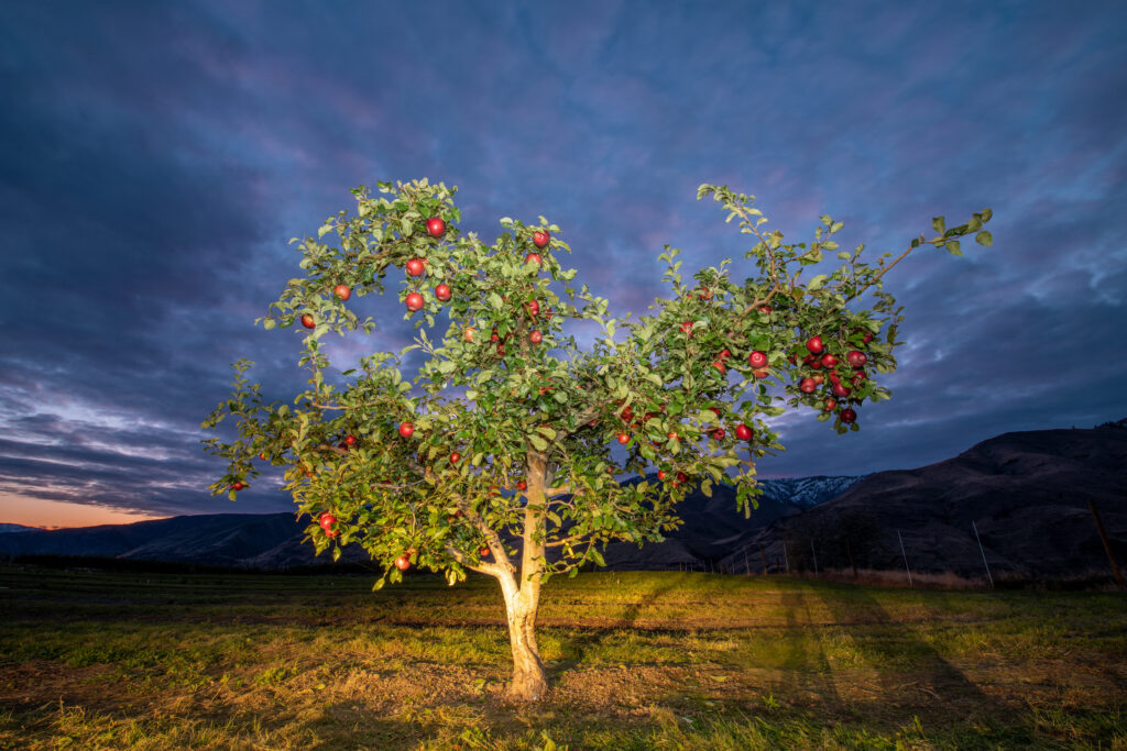 A Cosmic Crisp apple tree stands bearing fruit in the WSU research orchard in Wenatchee.