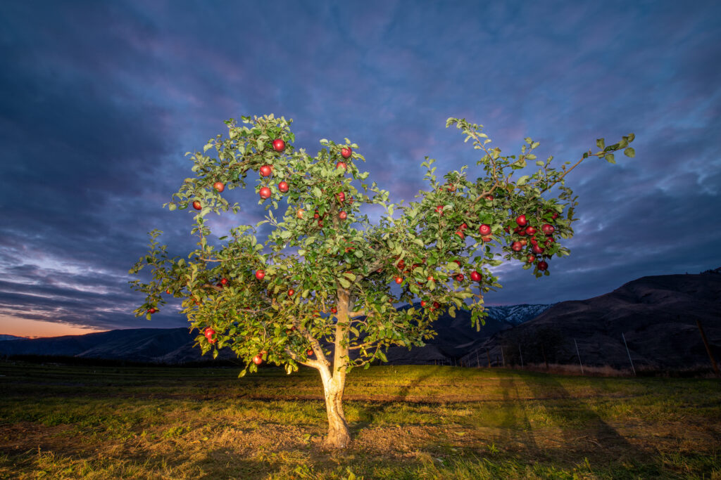 Washington Apple Growers Sink Their Teeth Into The New Cosmic