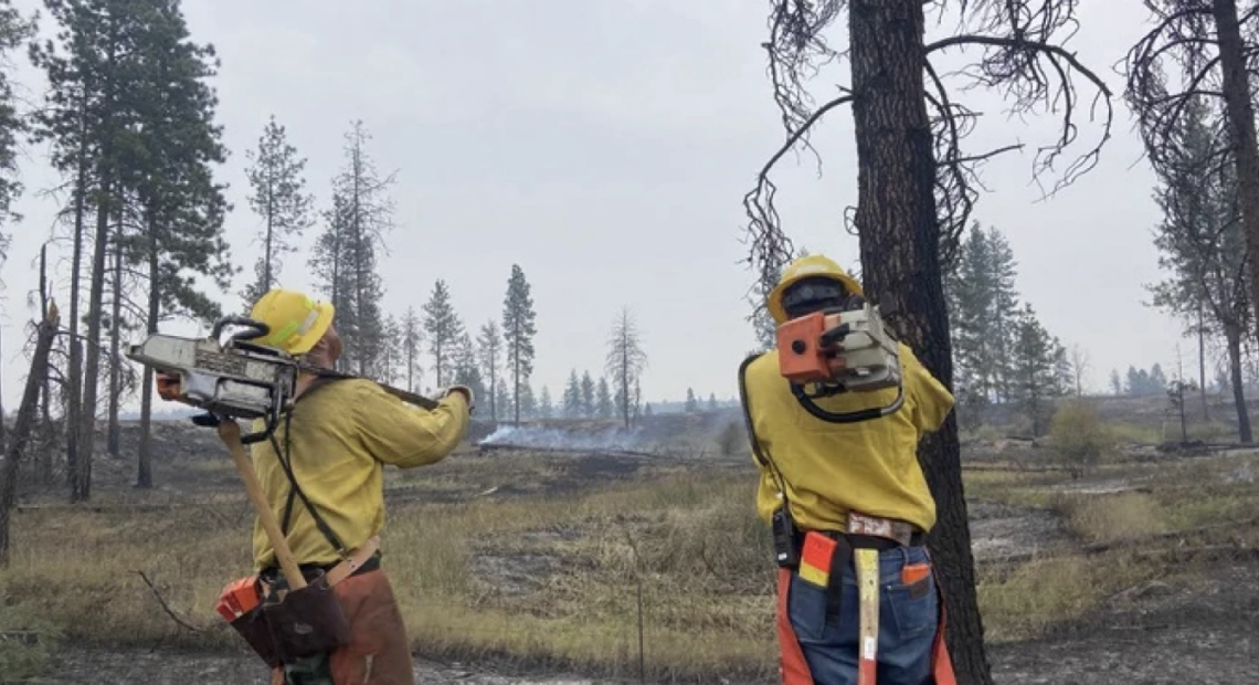 Two firefighters face away from camera looking up at tree. They each hold large chainsaws and are dressed in long yellow sleeves, jeans and hardhats. In the distant background, smoke can be seen rising above black ground in front of scattered pine trees.