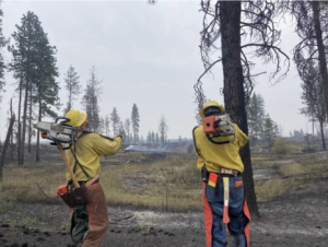 Two firefighters face away from camera looking up at tree. They each hold large chainsaws and are dressed in long yellow sleeves, jeans and hardhats. In the distant background, smoke can be seen rising above black ground in front of scattered pine trees.