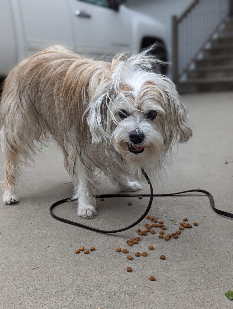 A white dog eats dogfood on a grey driveway.