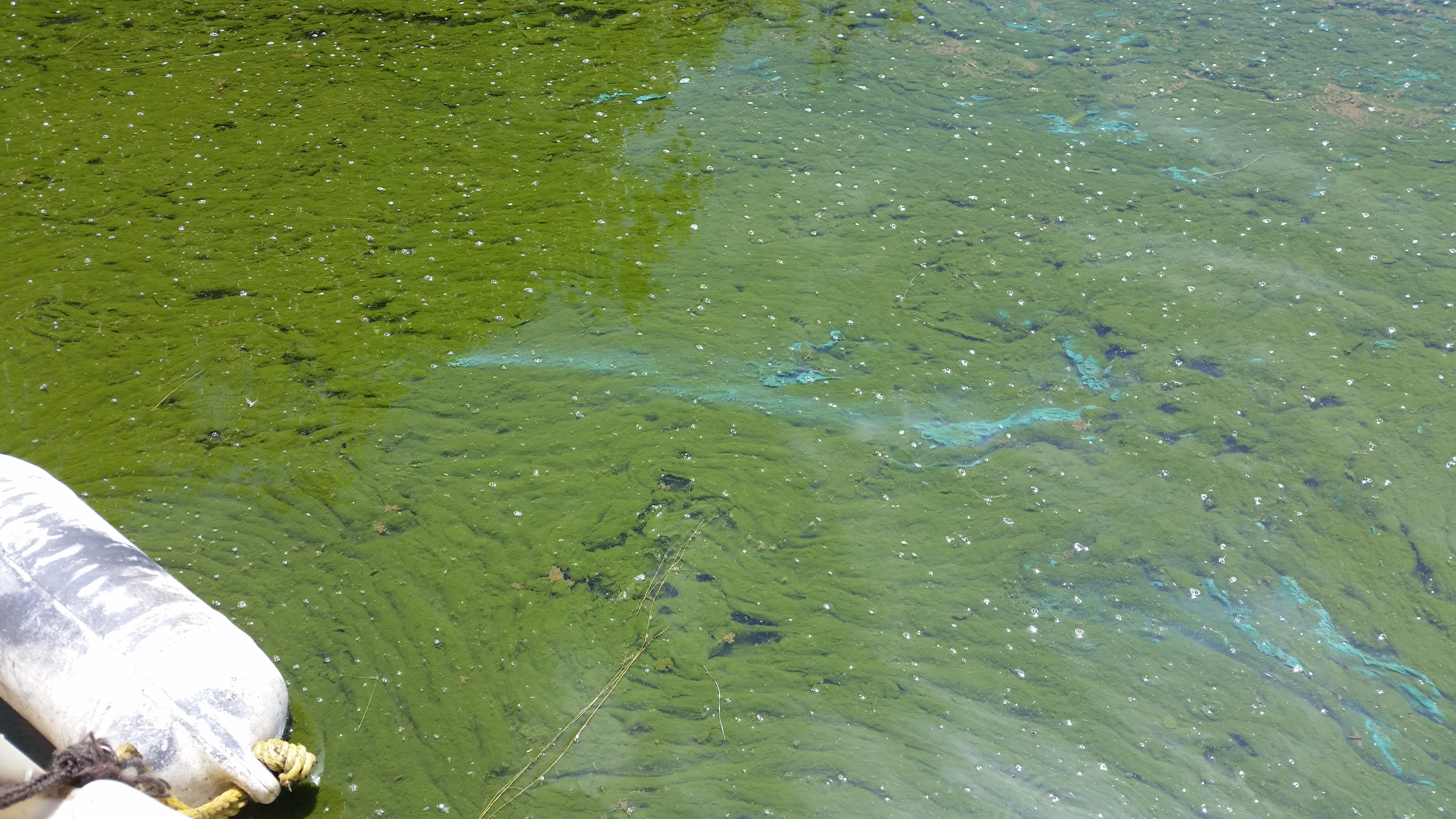 A massive late-stage algal bloom on Upper Klamath Lake in Oregon. The turquoise color is algal pigments being released during cell death.