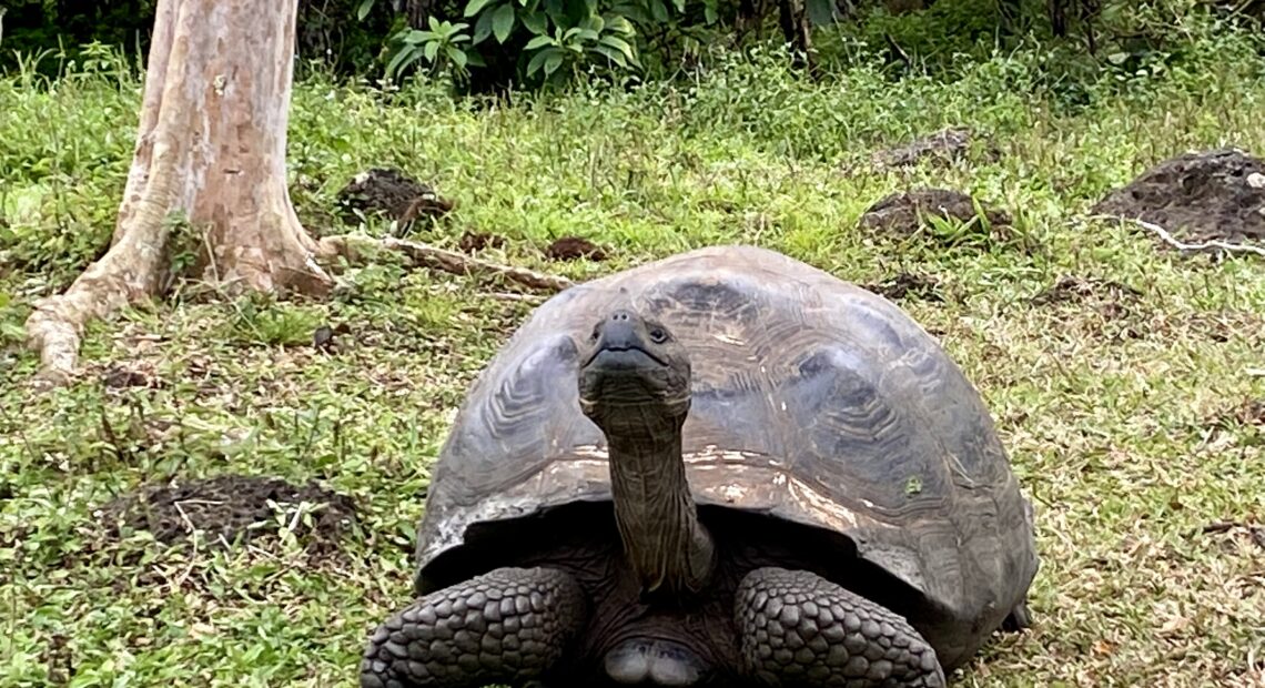 A green giant tortoise is in the middle of the picture. It’s sticking it’s neck far out of its shell. It’s standing in green grass and surrounded by green bushes. On the left hand side of the picture, there is a white tree trunk.