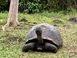 A green giant tortoise is in the middle of the picture. It’s sticking it’s neck far out of its shell. It’s standing in green grass and surrounded by green bushes. On the left hand side of the picture, there is a white tree trunk.