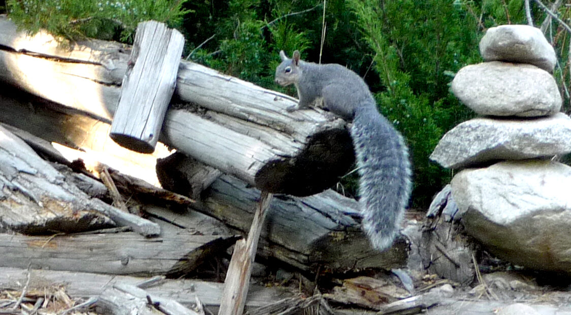 A large gray squirrel sits on top of a light brown log. There is a stack of rocks next to the squirrel in the right hand side of the picture and green trees in the background. Courtesy: Washington Department of Fish and Wildlife)