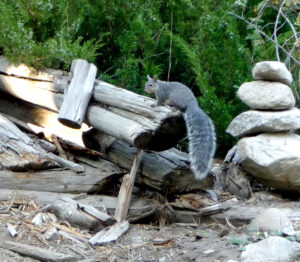 A large gray squirrel sits on top of a light brown log. There is a stack of rocks next to the squirrel in the right hand side of the picture and green trees in the background. Courtesy: Washington Department of Fish and Wildlife)