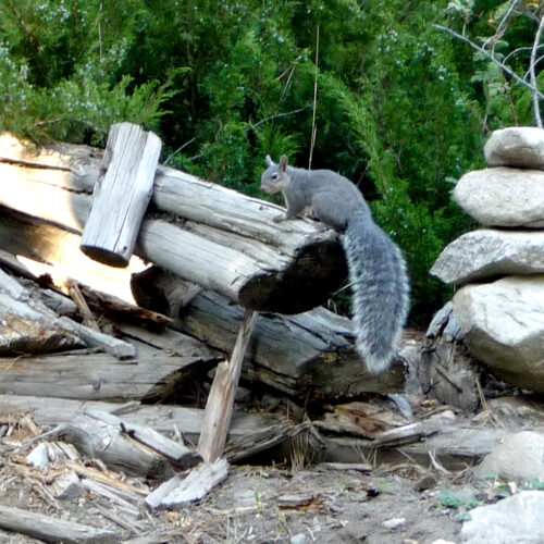 A large gray squirrel sits on top of a light brown log. There is a stack of rocks next to the squirrel in the right hand side of the picture and green trees in the background. Courtesy: Washington Department of Fish and Wildlife)