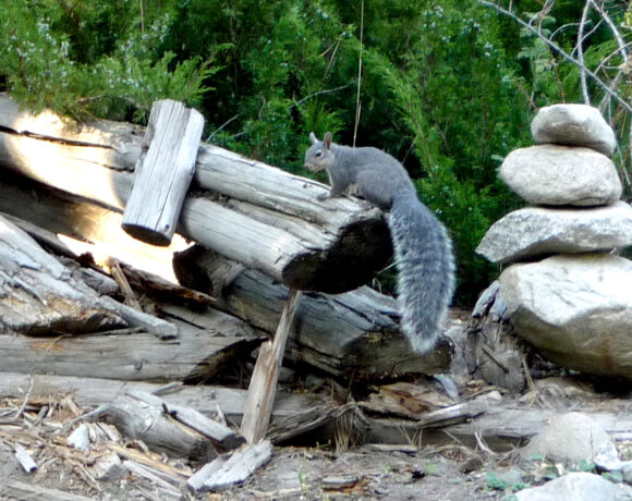 A large gray squirrel sits on top of a light brown log. There is a stack of rocks next to the squirrel in the right hand side of the picture and green trees in the background.