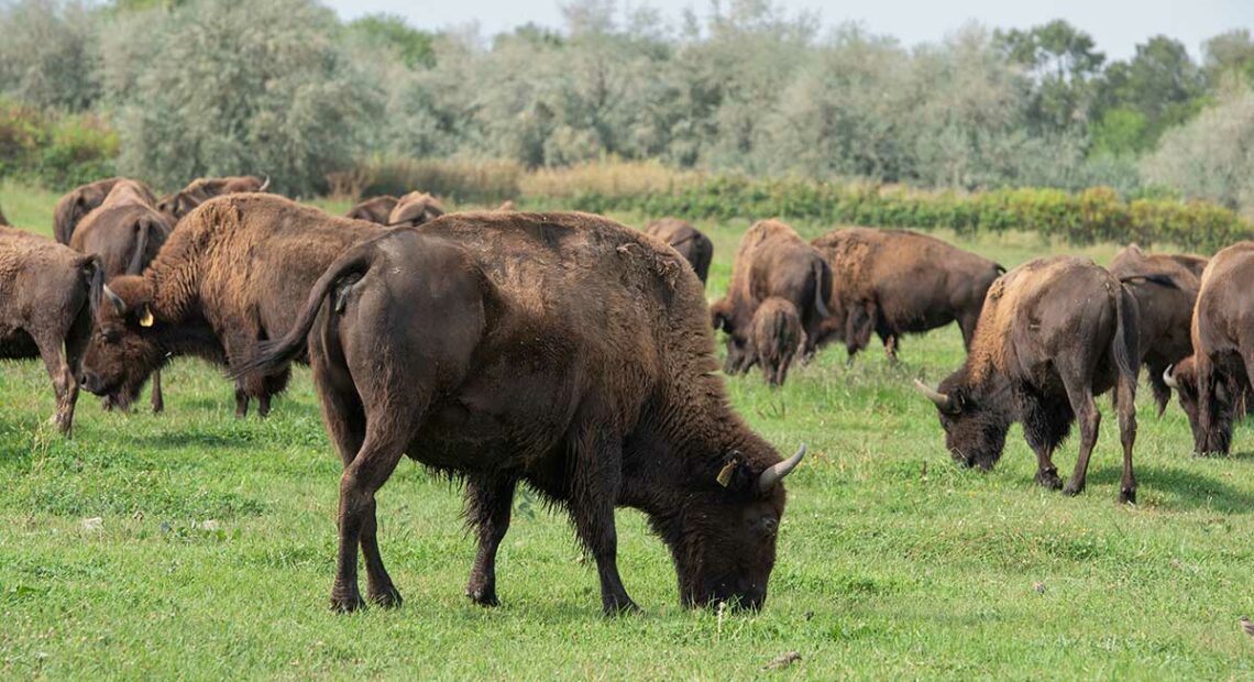 Yakama Bison Herd