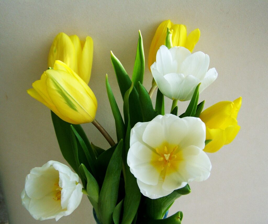 Yellow and white tulips sit in a bouquet against a white wall.
