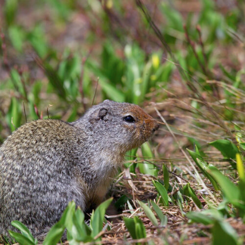A fluffy brown Columbian ground squirrel with black beady eyes sits on a mound of dirt and grass under the sun.