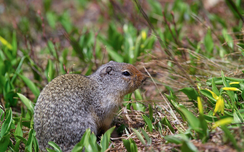 A fluffy brown Columbian ground squirrel with black beady eyes sits on a mound of dirt and grass under the sun.