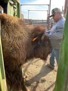 Darwin Sockzehigh administers a vaccine to a buffalo cow at the tribe’s Satus Ranch during last year’s round up. (Courtesy of Kristi Olney)