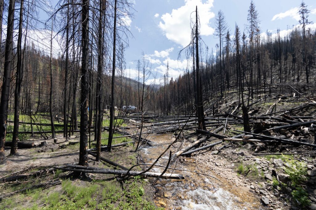 A creek flows through burned trees flanked by mountains covered in more black trees, burned from a wildfire.