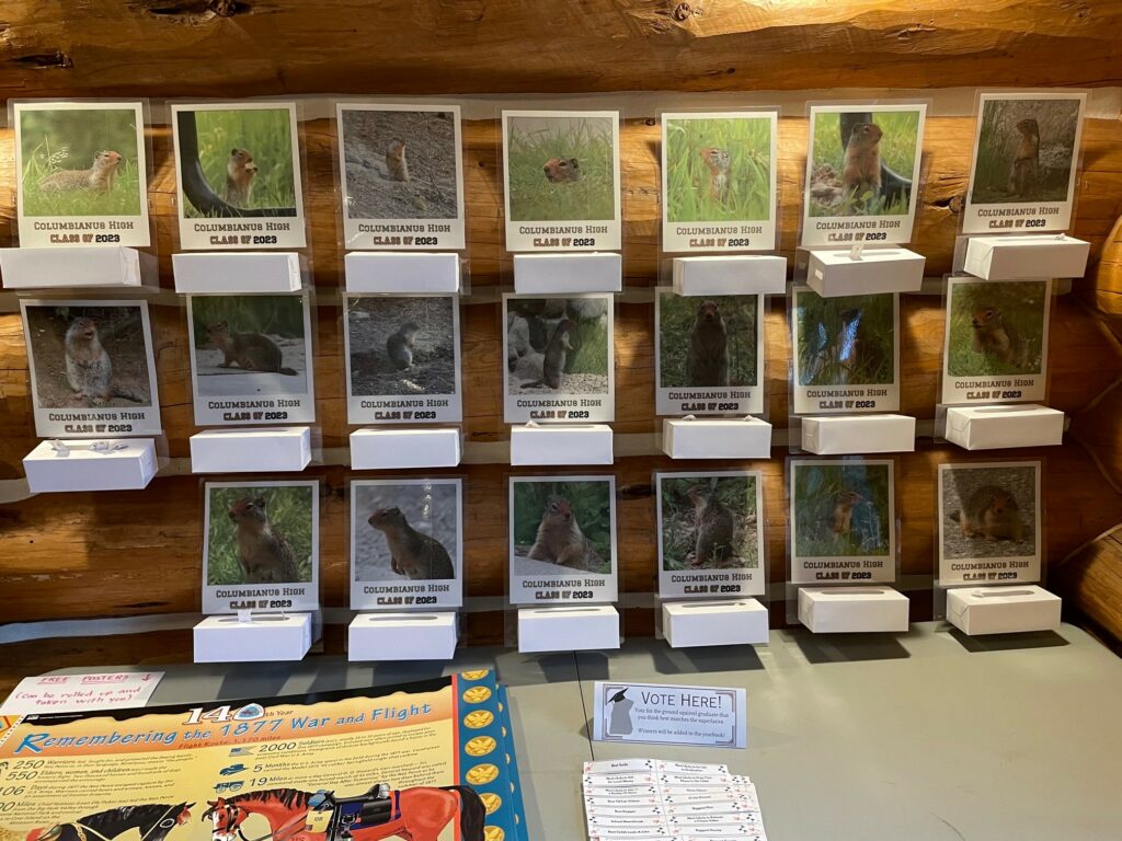 Photos of ground squirrels are displayed with small boxes under each to tally up votes. 