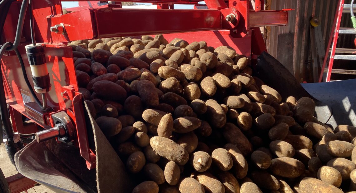 Potatoes, fresh from the field, bump onto a belt before being transferred to a storage shed outside of Boardman, Oregon