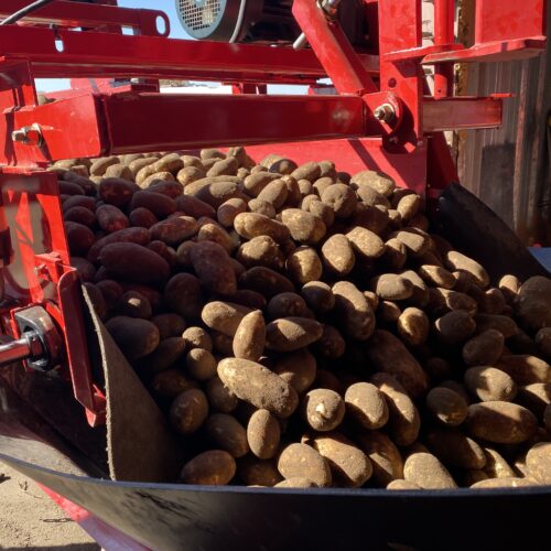 Potatoes, fresh from the field, bump onto a belt before being transferred to a storage shed outside of Boardman, Oregon