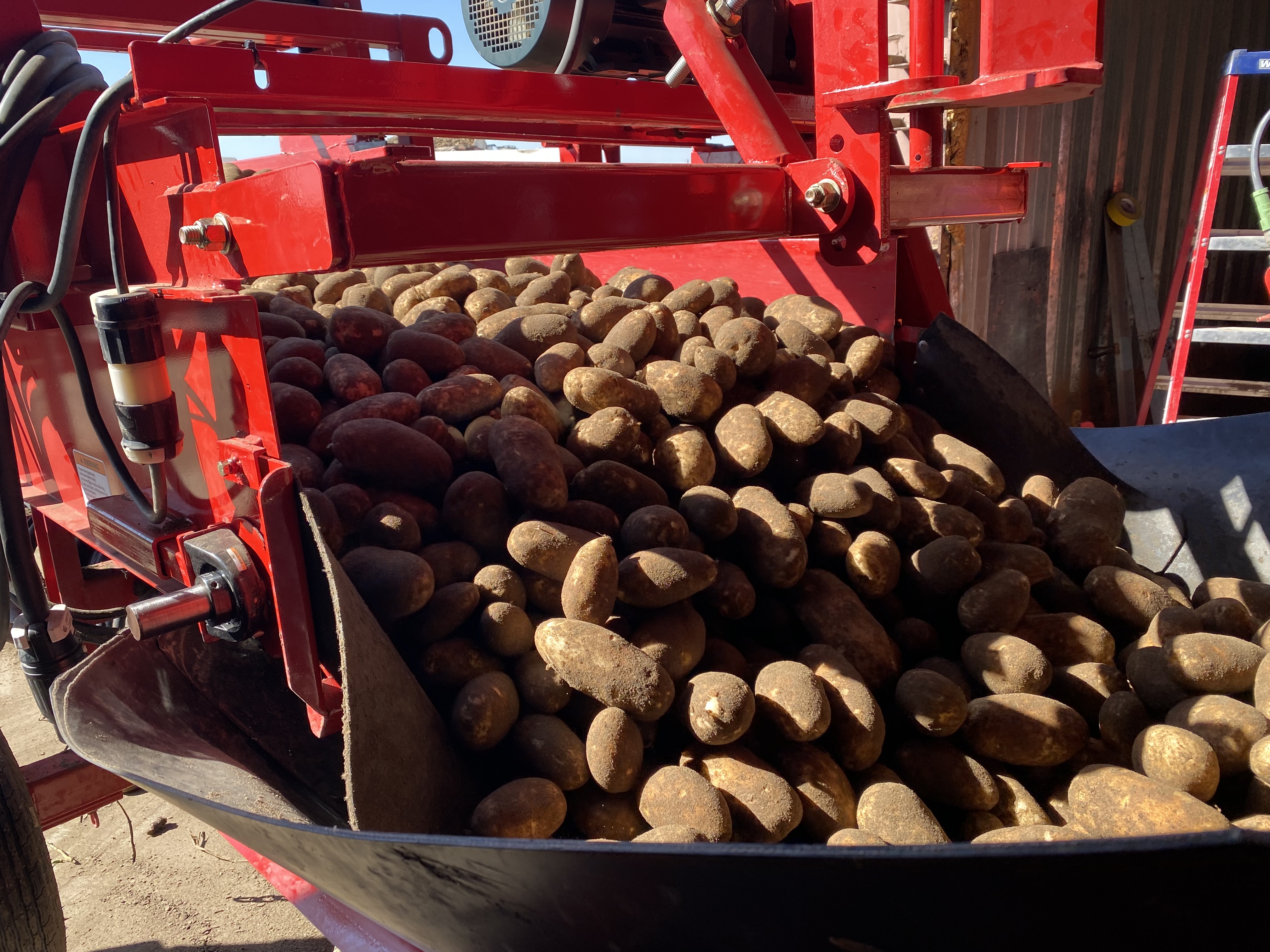 Potatoes, fresh from the field, bump onto a belt before being transferred to a storage shed outside of Boardman, Oregon