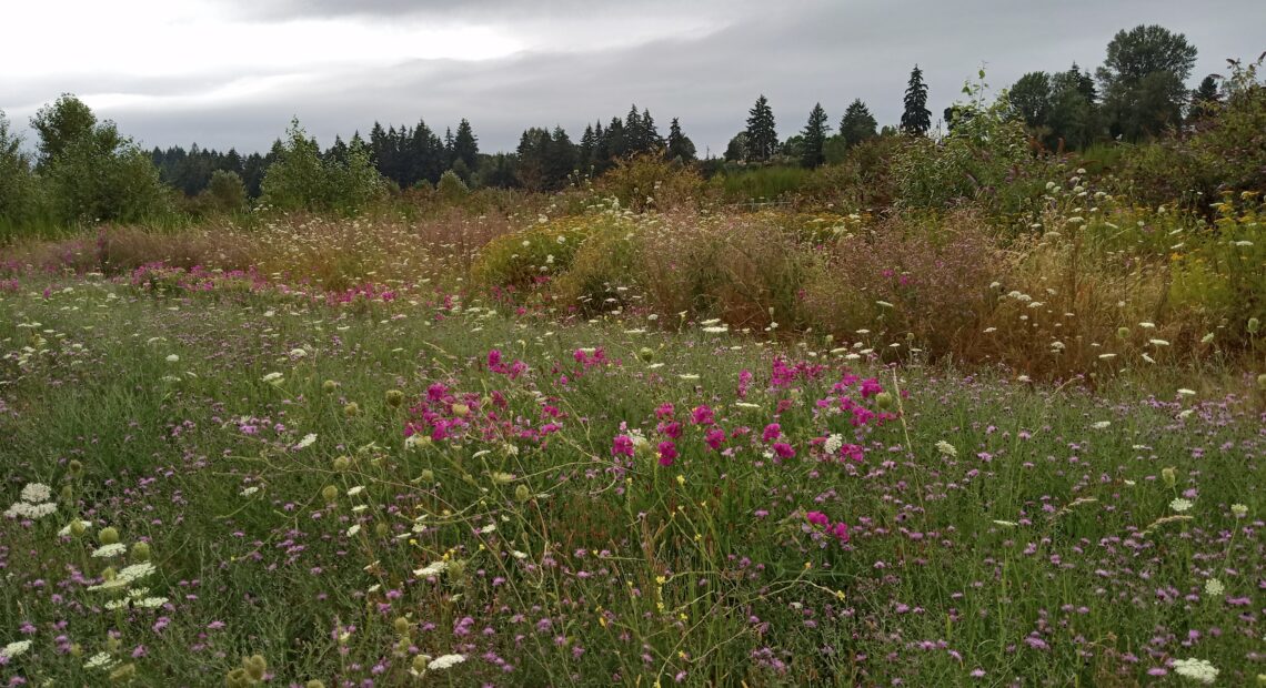 The currently vacant site that developer Bridge Industrial is seeking to use for an industrial warehouse in South Tacoma. / Courtesy of Michelle Mood.