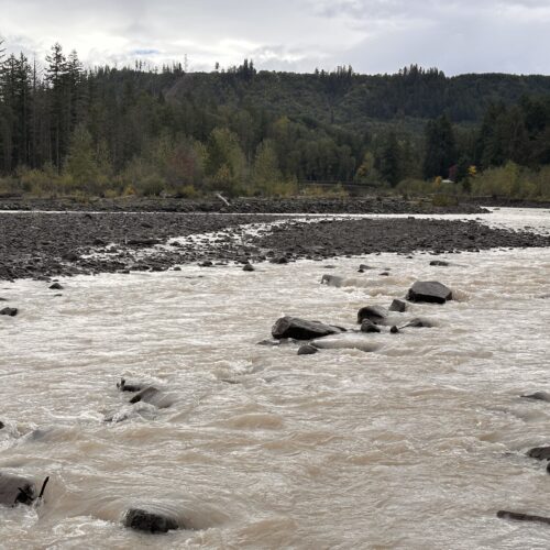 In Pierce County, levee setbacks have been completed along rivers, including the Puyallup. This picture shows the river running near the Orville Road Setback Revetment. Projects like these are included in the new flood hazard management plan. (Credit: Lauren Gallup / NWPB)