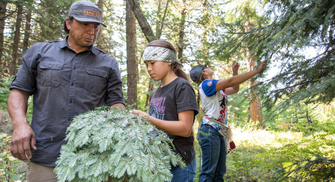 Jeremy, Stella and Manaia Wolf, members of the Confederated Tribes of the Umatilla Indian Reservation, collect fresh fir boughs in the Rainwater Wildlife Area near Dayton, Wash. The fir boughs will be used as cushioning in the family’s sweat lodge. (Credit: Annie Warren / NWPB)