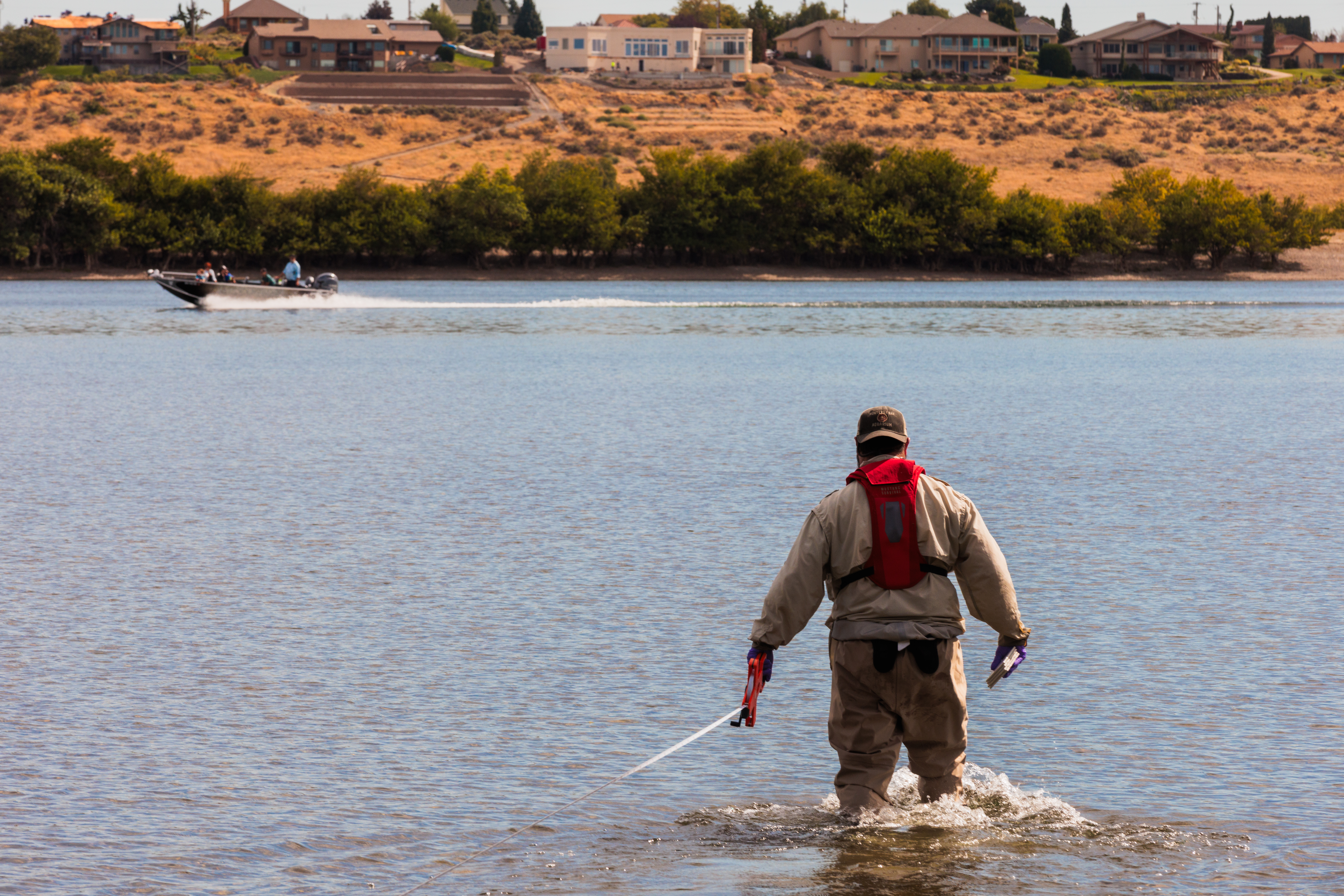 Jason Pappani stretches a tape measure out into the Columbia River at Leslie Groves Park to grid the shoreline and shallow river for scientific algae measurements