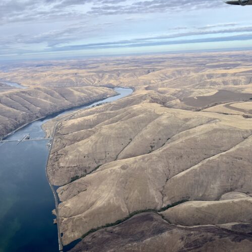 Blue-green algae seen behind Lower Granite dam on the Snake River. (Credit: Courtney Flatt / Northwest News Network)