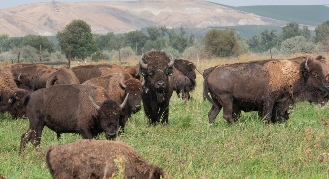Two years ago, the InterTribal Buffalo Council awarded the Yakama Nation a family group of 26 buffalo from Yellowstone. This male buffalo, identifiable by a blue ear tag, center, was brought to the tribe’s Satus Ranch to help increase genetic diversity within the herd. (Credit: Annie Warren)
