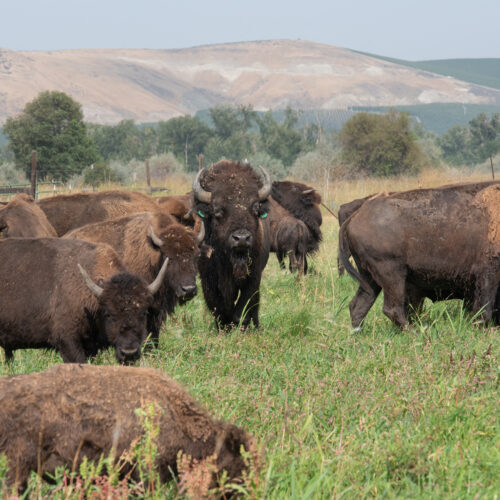 Two years ago, the InterTribal Buffalo Council awarded the Yakama Nation a family group of 26 buffalo from Yellowstone. This male buffalo, identifiable by a blue ear tag, center, was brought to the tribe’s Satus Ranch to help increase genetic diversity within the herd. (Credit: Annie Warren)