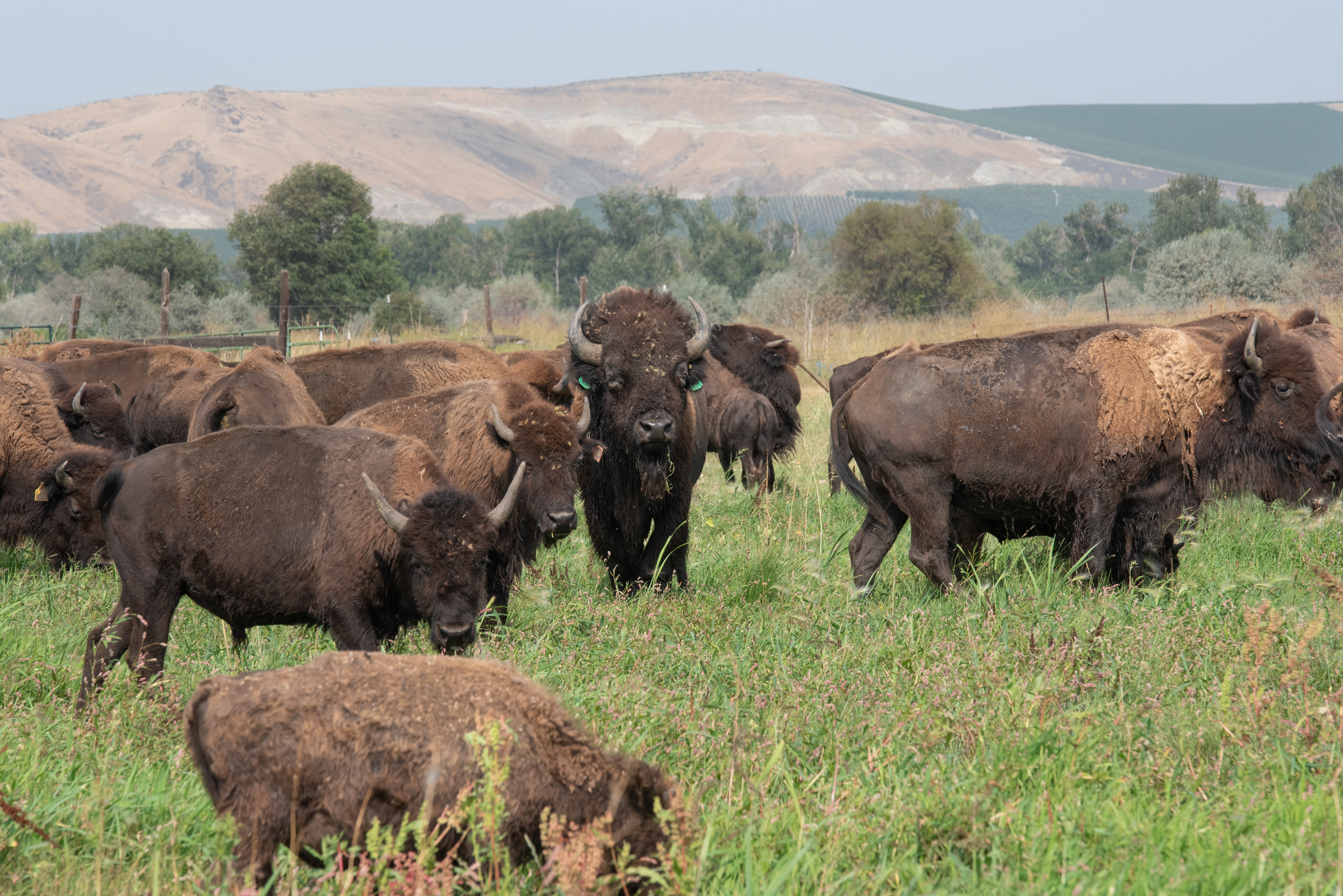 Why the Yakama Nation has a herd of buffalo – and why it's growing -  Northwest Public Broadcasting