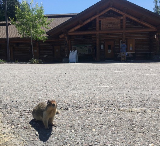 A ground squirrels sits on the pavement in front of the Lolo Pass Visitor's Center, which looks like a wood cabin.