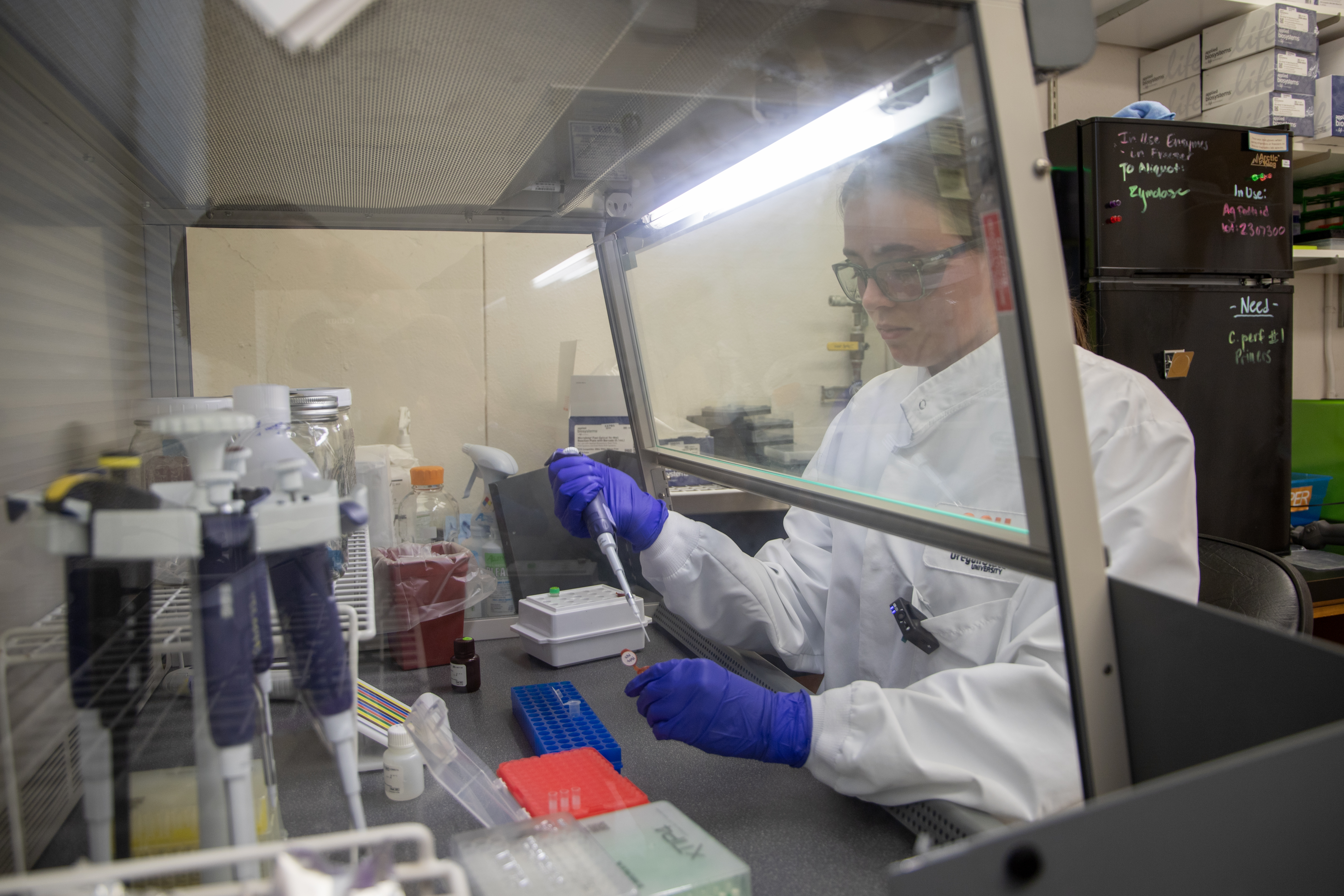 Ella Reese, a scientist at the Oregon Veterinary Diagnostic Laboratory, at work under a safety hood