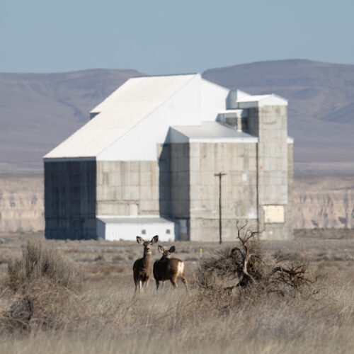Two deer stand in front of the D Reactor at Hanford. (Courtesy of Washington State Department of Ecology)