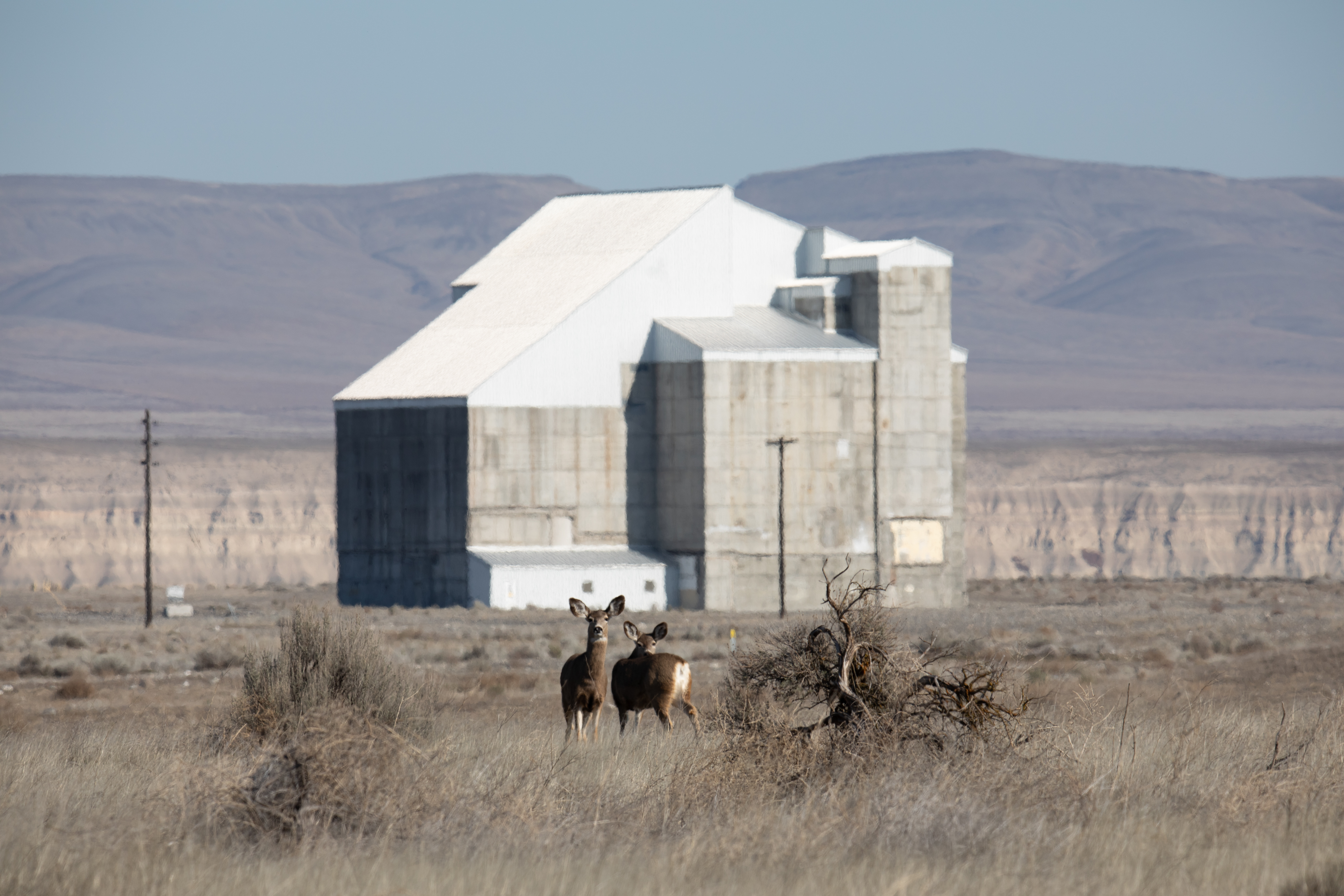 Two deer stand in front of the D Reactor at Hanford