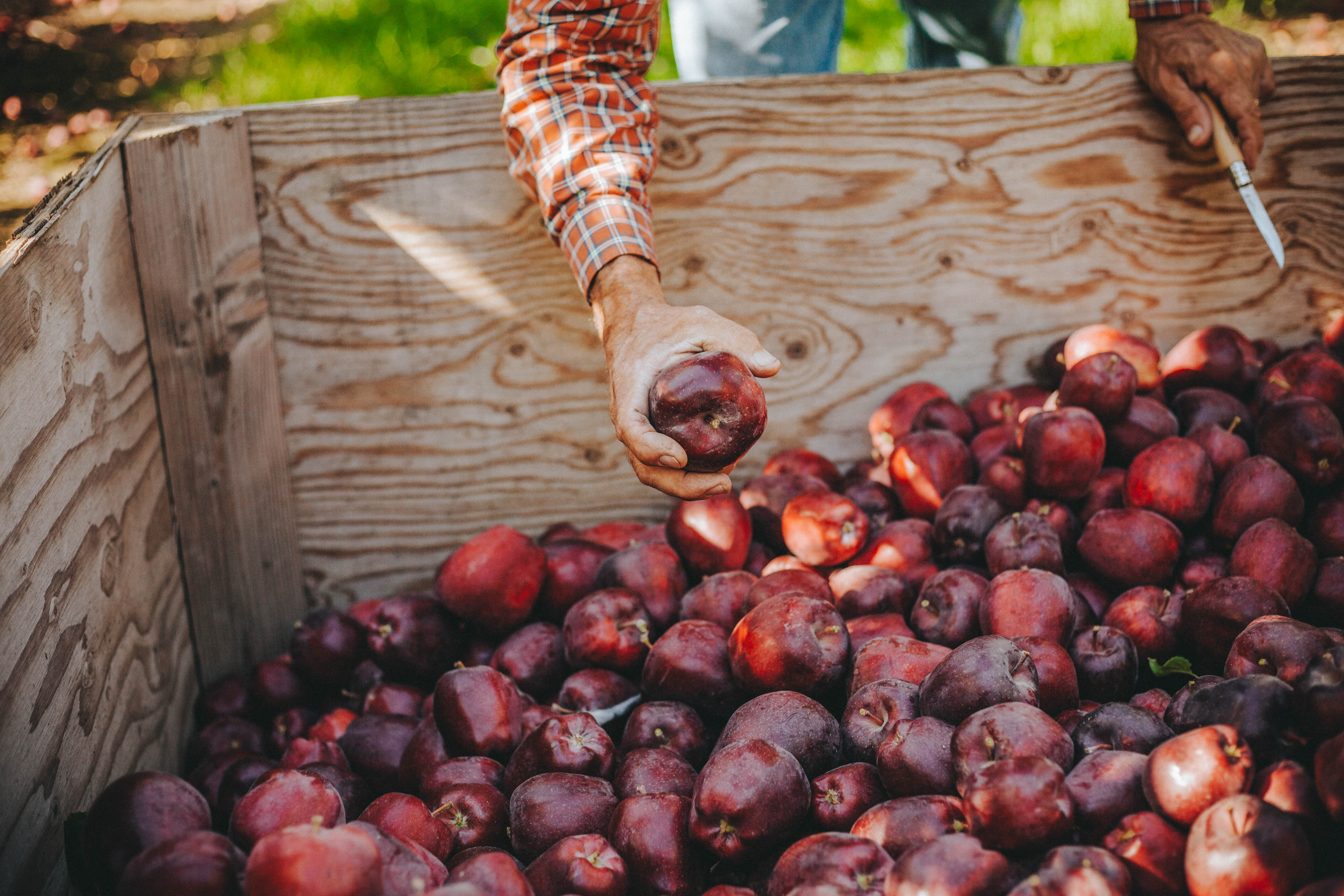 Freshly picked red delicious apples gather in a bin. Northwest red delicious and galas are again shipping to India after tariffs were lifted.