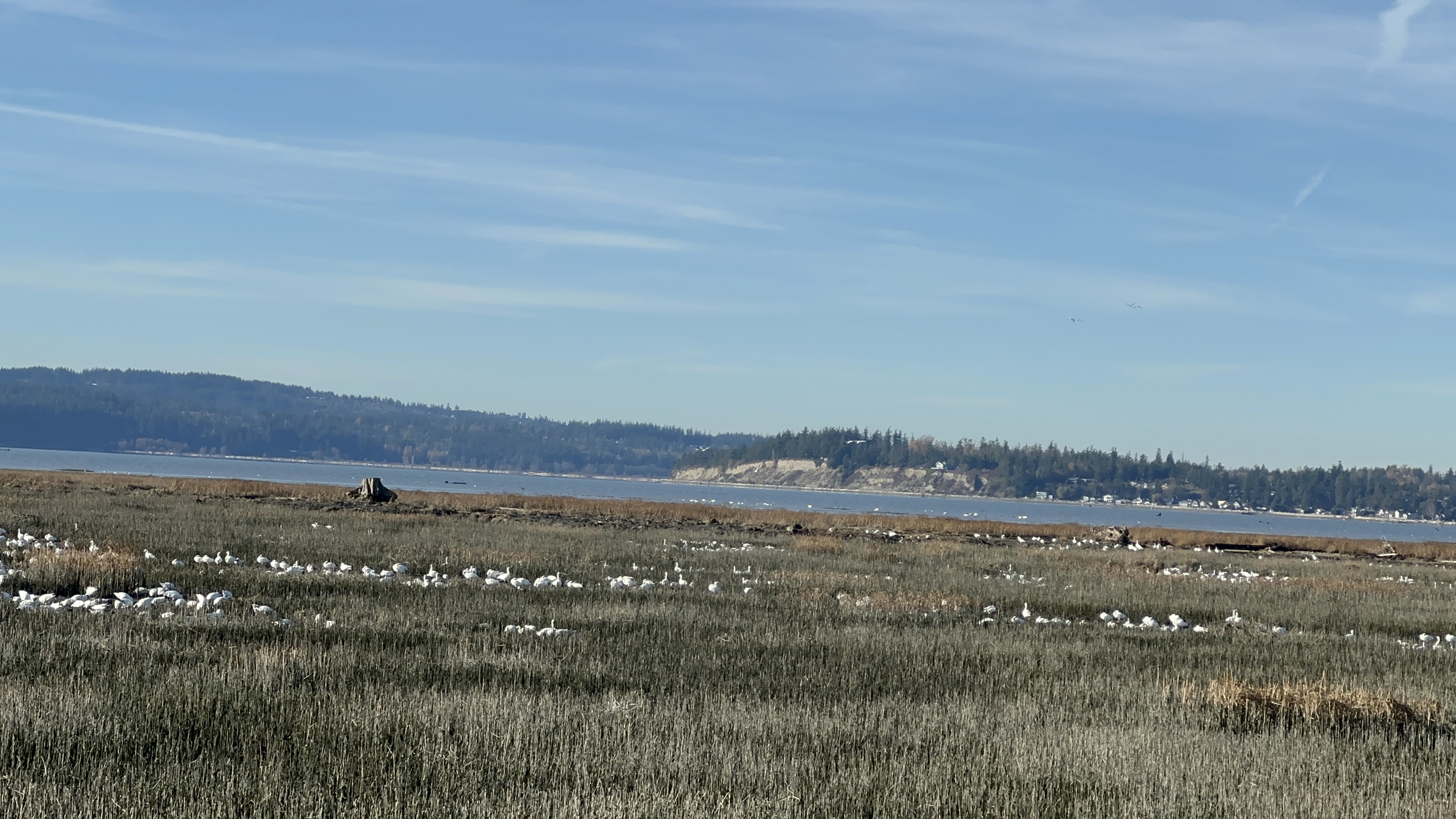 Port Susan Bay Preserve is settled next to agriculture land, making it a prime spot for snow geese to feed. See the white spots dotting the grasses? Hundreds of geese. (Credit: Lauren Gallup / NWPB)