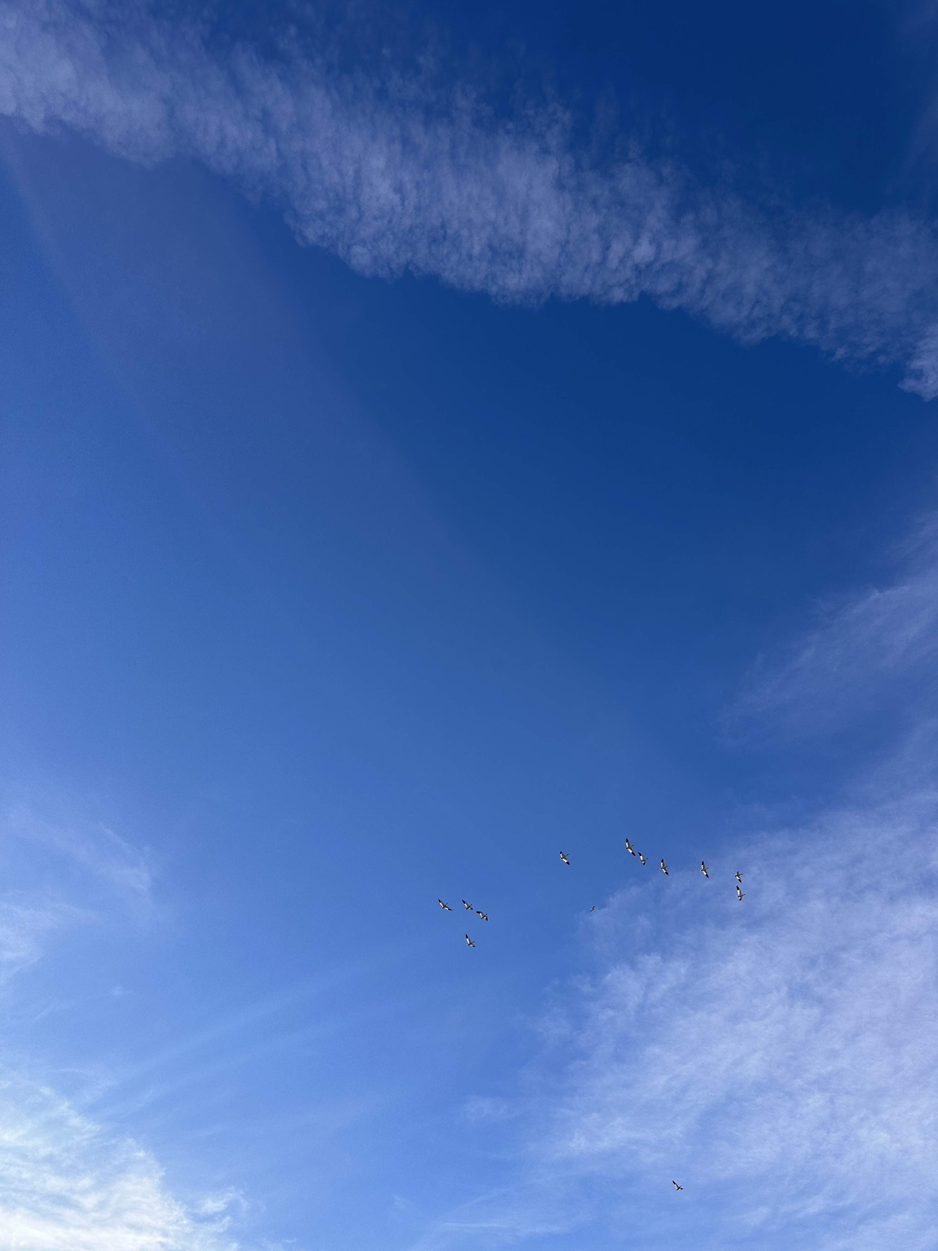 Snow geese fly over head in the Skagit Valley. (Credit: Lauren Gallup / NWPB)