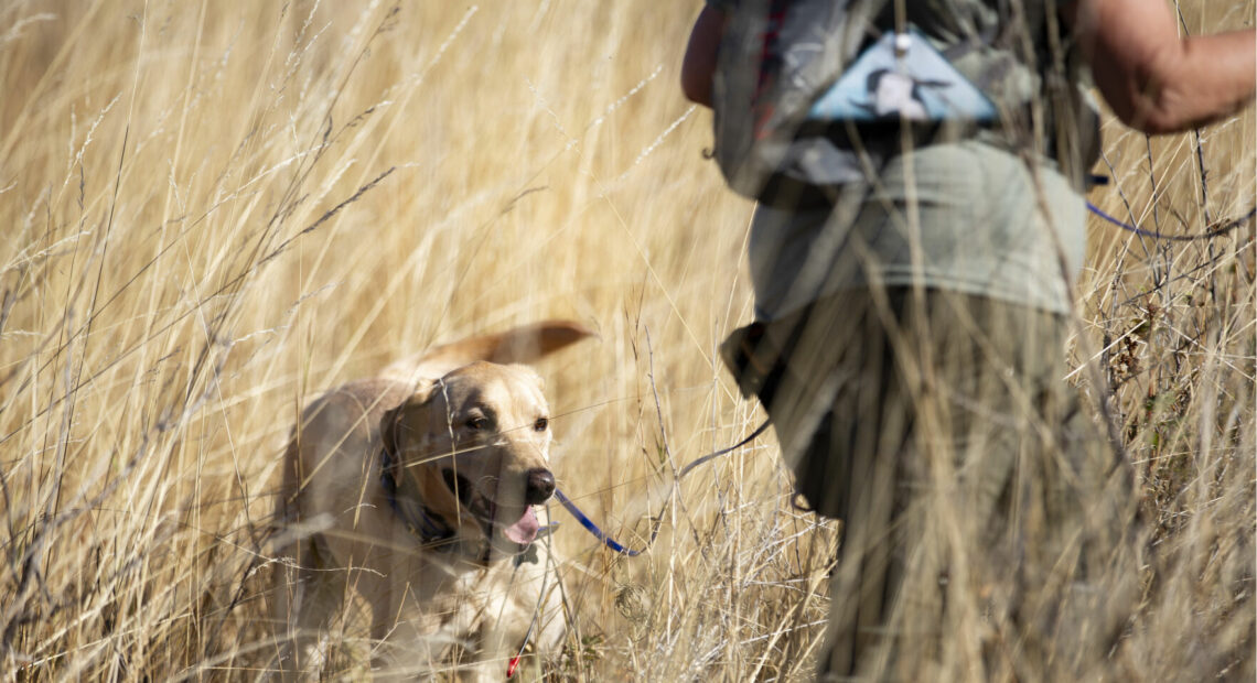 Kili, a historical human remains search dog, is a yellow lab owned by Suzanne Elshult. Here, he pushes through the rye and bunchgrass in a field at Fort Simcoe Historical State Park in search of centuries-old human remains near White Swan, Wash.